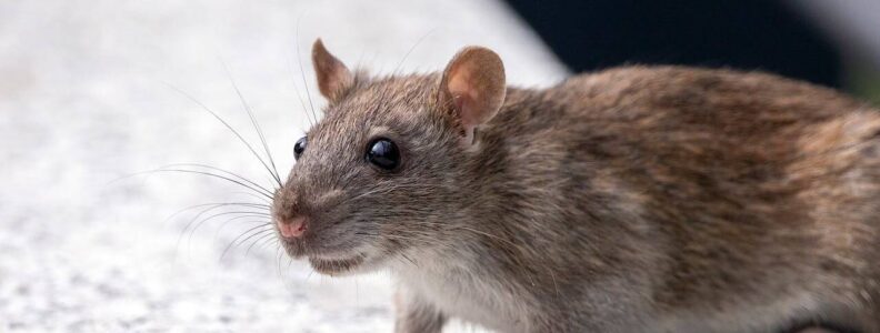 rodent control Rowville
